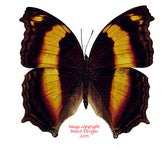 Yoma sabina (Seram) A2